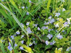 Veronica filiformis