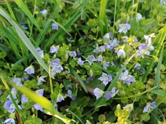 Veronica filiformis