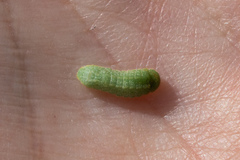 Satyrium saepium