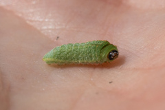 Satyrium saepium