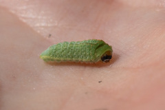 Satyrium saepium