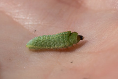 Satyrium saepium