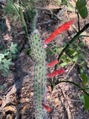 Cleistocactus baumannii