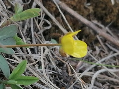 Ranunculus polyrhizos