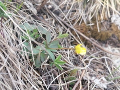 Ranunculus polyrhizos