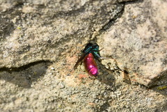 Chrysis terminata