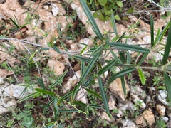 Croton linearis