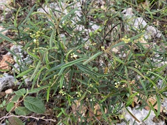 Croton linearis