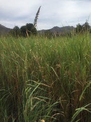Echinochloa pyramidalis
