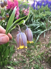 Fritillaria uva-vulpis