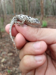 Sceloporus lundelli gaigeae