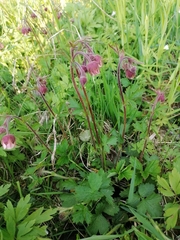 Geum rivale