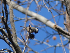 Poecile carolinensis