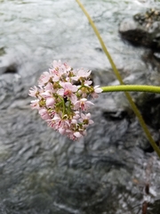 Darmera peltata