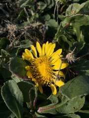 Grindelia stricta platyphylla