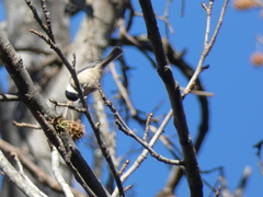 Poecile carolinensis