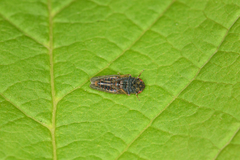 Speudotettix subfusculus