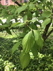 Cornus florida