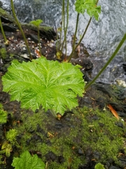 Darmera peltata