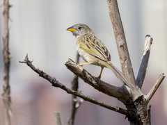 Emberizoides herbicola