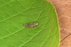 Speudotettix subfusculus