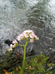Darmera peltata