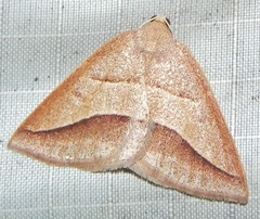 Petrophora divisata