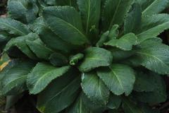 Primula maximowiczii