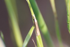 Angustalius malacellus