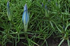 Gentiana sino-ornata