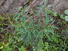 Euphorbia kraussiana