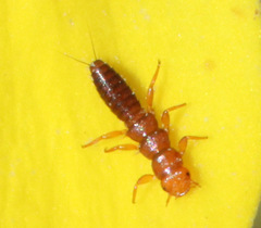 Meloe strigulosus