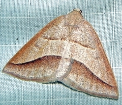 Petrophora divisata