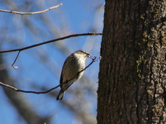 Setophaga coronata