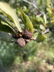Quercus berberidifolia