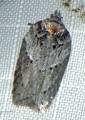 Acleris busckana