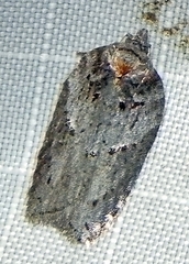 Acleris busckana