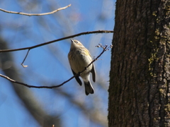 Setophaga coronata