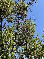 Quercus berberidifolia