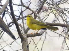 Myiothlypis flaveola