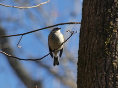 Setophaga coronata