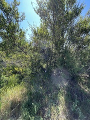 Quercus berberidifolia