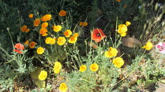Eschscholzia californica