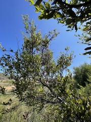 Quercus berberidifolia