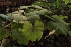 Vitis coignetiae