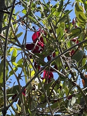 Quercus berberidifolia