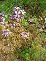Erysimum linifolium
