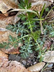 Geum laciniatum