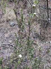 Oxylobus arbutifolius