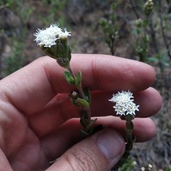Oxylobus arbutifolius